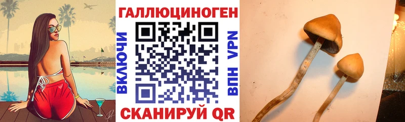 Псилоцибиновые грибы Cubensis  Порхов 